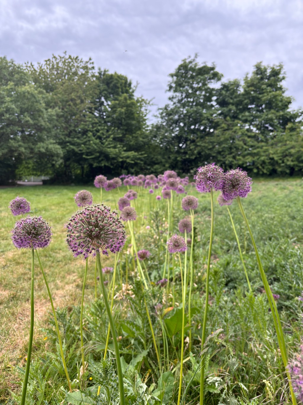 Onion flowers in a line